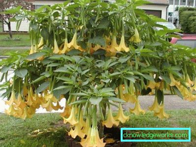 249 Brugmansia