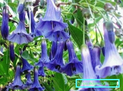 249 Brugmansia
