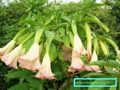 249 Brugmansia