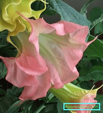 249 Brugmansia
