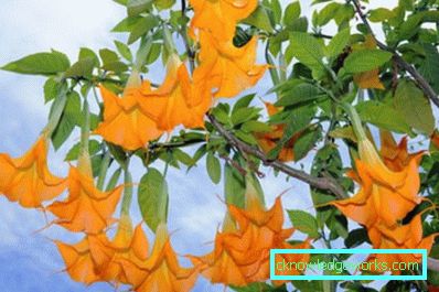 249 Brugmansia