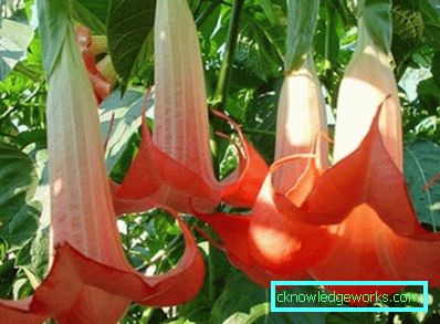249 Brugmansia