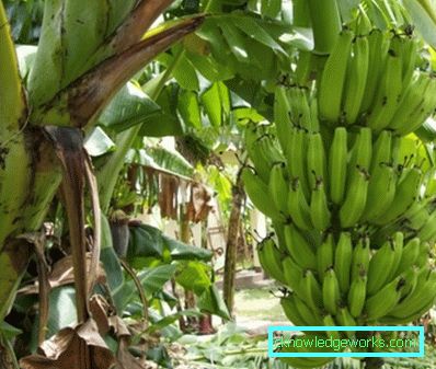 290 - Ako rastú banány