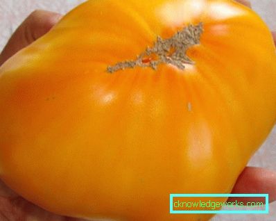 210-Najlepšie odrody paradajok na Sibíri