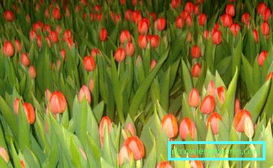 Tulipány v skleníku na 8. marca
