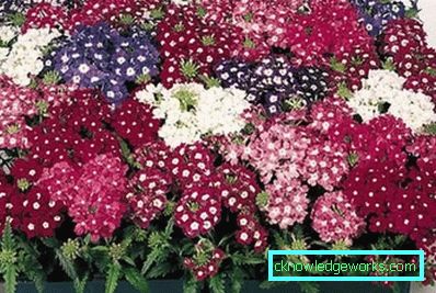 217 Verbena