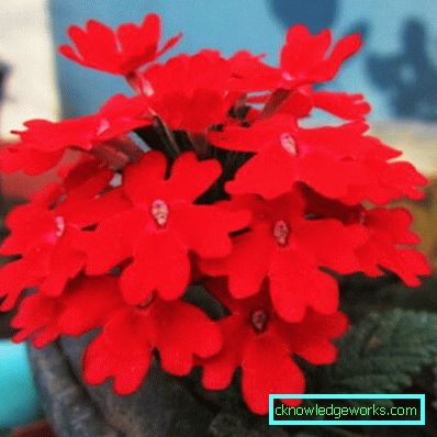 217 Verbena