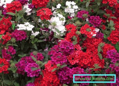 217 Verbena