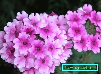217 Verbena