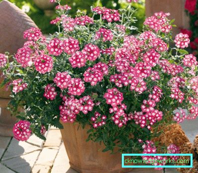 217 Verbena