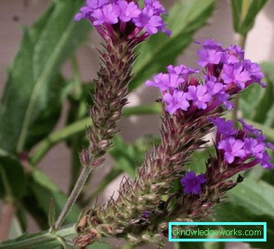 217 Verbena