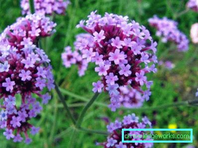 217 Verbena