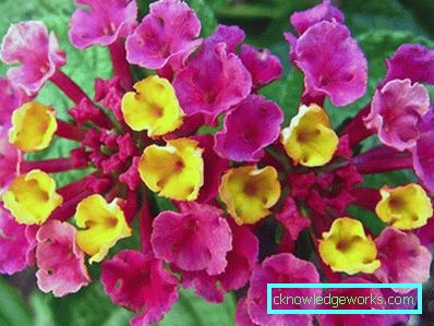 217 Verbena