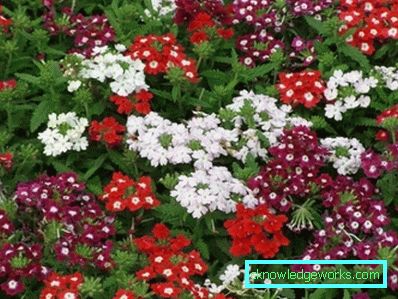 217 Verbena