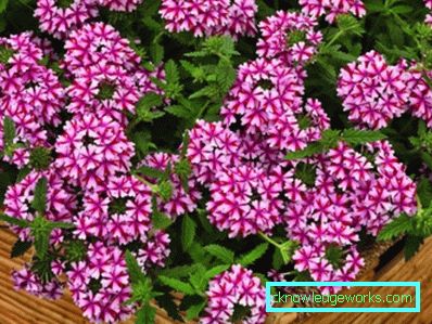 217 Verbena