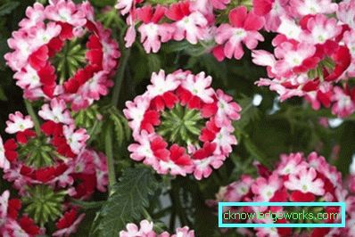 217 Verbena