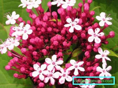 217 Verbena