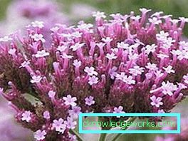217 Verbena